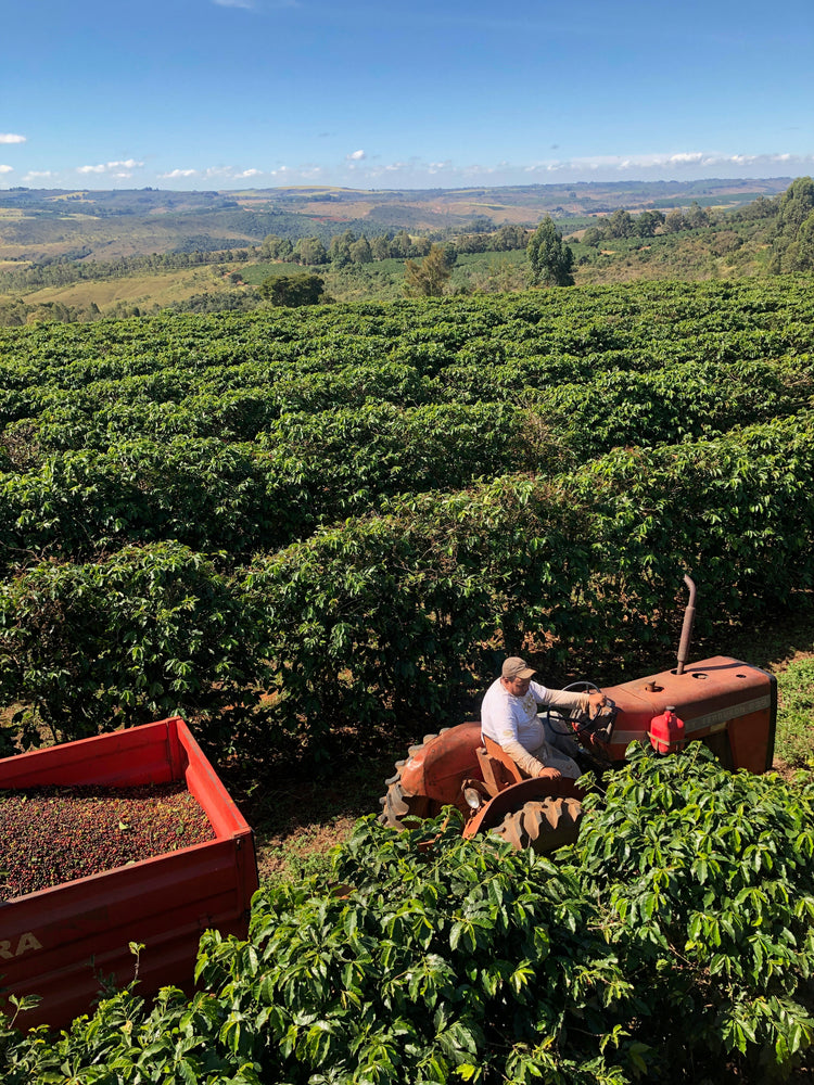 Brazil June 2019 - Visiting coffee plantations throughout Brazil to source our coffee to roast