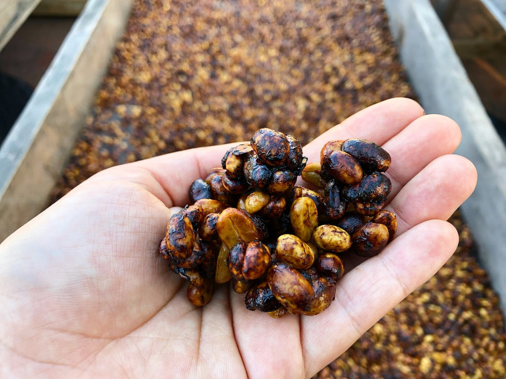 
                  
                    El Salvador RFA TAPANTGUSTO Washed Arabica Roasted Coffee
                  
                