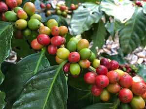 
                  
                    El Salvador RFA TAPANTGUSTO Washed Arabica Roasted Coffee
                  
                